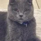 قطه ضائعه حي الورود