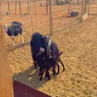 (تم البيع )عارضيه طيبه معها اثنين