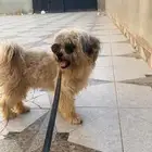 كلب لاشا ابسو