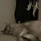 قط ضائع   قط مفقود