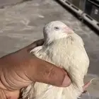 سمان فري للبيع