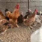 دجاج بلدي مع تركي