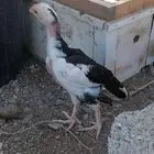 فروخ ميوالي عمر شهر و نص العدد 12 الحد 1000 ريال