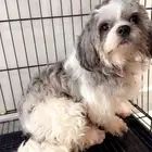 كلب مالتيز ( اخذ التطعيمات )