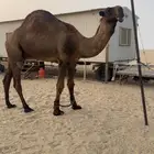 جذع اصفر دبياني