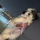 انثى شيتزو بعمر شهرين