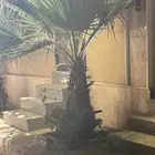 للبيع نخل واشنطني