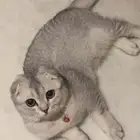 قطط سكوتش فولد و سكوتش ستريت