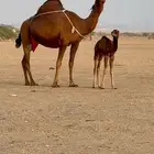 خلفه ساحليه مصغر لعشاق الزين