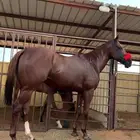 فرس كفو وفوق الكفو ولقاح في الشهر 5 الاسم العاصفه