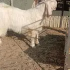 تيس ابيض مشروك