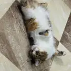 القطه سكره للتبني