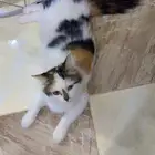 القطه كاندي للتبني