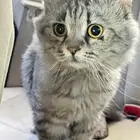 عثور على قط ضايع