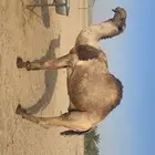 بعير أصفر أنتاجه كفو