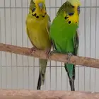 بادجي إنجليزي منتج