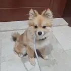 كلب مستورد من امريكا بومورنين ذكر عمر 6 شهور