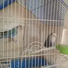 زوج روز للبيع