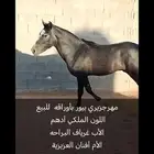 حصان جزيري بيور ادهم لون ملكي ودم فاخر