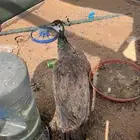 طائوس للبيع