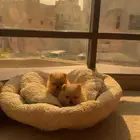 كلاب بومرينان صغيرة للبيع