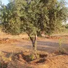 اشجار زيتون متفرع شكل انيق