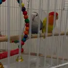 زوج كناري ملون