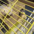 جوز روز للبيع