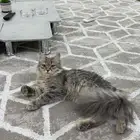 قطه شيرازيه تطلب تزاوج سريع