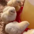 صوص دجاج لاحم