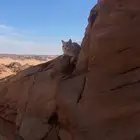 قط ضائع من اسبوع في البر قريب بجده وعند المدخل في اذكر الله