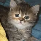 قطة أنثى للبيع