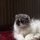 للبيع انثى سكوتش فولد بريتش حامل بسعر مغري