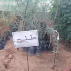 مشتل المتزن لبيع جميع الشتلات البكيرية