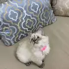 للبيع قط   قطة مع تجهيز كامل   فرصة نادرة لمحبي القطط