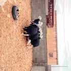 للبيع جذعات نجد طيبة