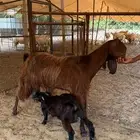 ماعز قبرصي ادهم