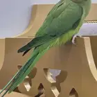 ببغاء طائر درة الجنس ( انثى )