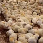 صوص لاحم روس308