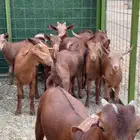 مراح معزا دهم 35 تحتها 27 بهم