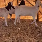 معزا مشاريك فواخر