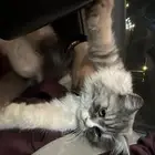 الهفوف حي الحمراءالثاني