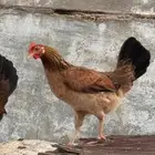 دجاج عربي للبيع و وحده من الدجاج مفرخه