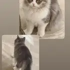 قط شيرازي ذكر واخته انثى عمرهم 5 شهور