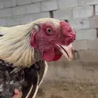 دجاج بلدي وديوك مهجنة