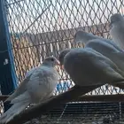 قماري البينو