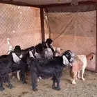 للبيع 11 عنز حصيب