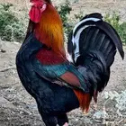 ديك عربي افرق مقبع ترثه