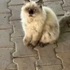 قط ضائع او متخلى عنه