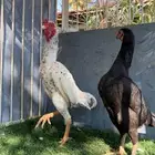 زوج كوشامو إنتاج خوارج